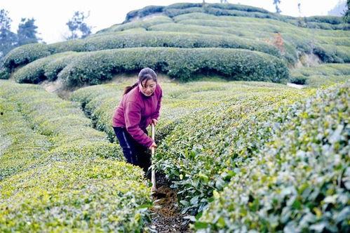 垣曲县玉露镇新闻头条,聚焦乡村振兴，共绘美好家园新画卷