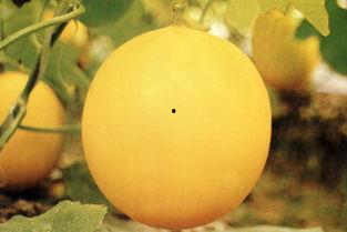 宜兴吃瓜事件,一场引发社会热议的街头冲突揭秘